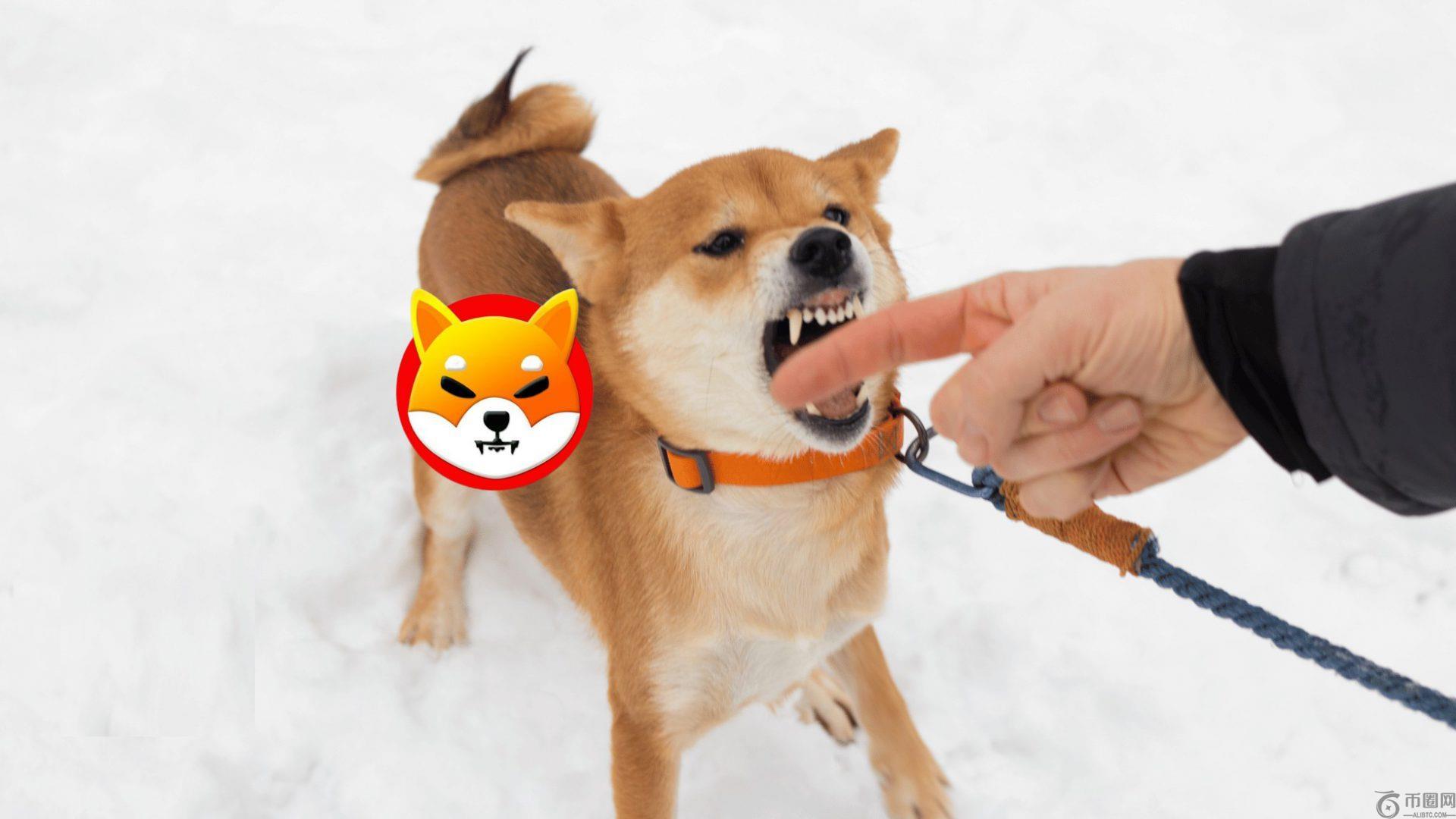 柴犬是 2021 年表现最佳的犬种：发生了什么？