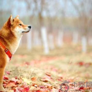 首只美国狗狗币ETF即将上市，分析师预测狗狗币或将上涨30%