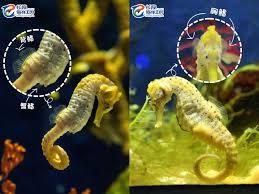海马是否有牙齿