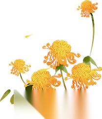 重阳节赏菊习俗与哪位古代诗人有关