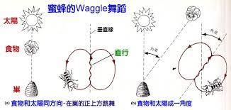 蜜蜂的8字舞传递了什么信息