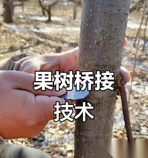 以少数幸运儿苹果树支线任务攻略 玩转苹果树任务